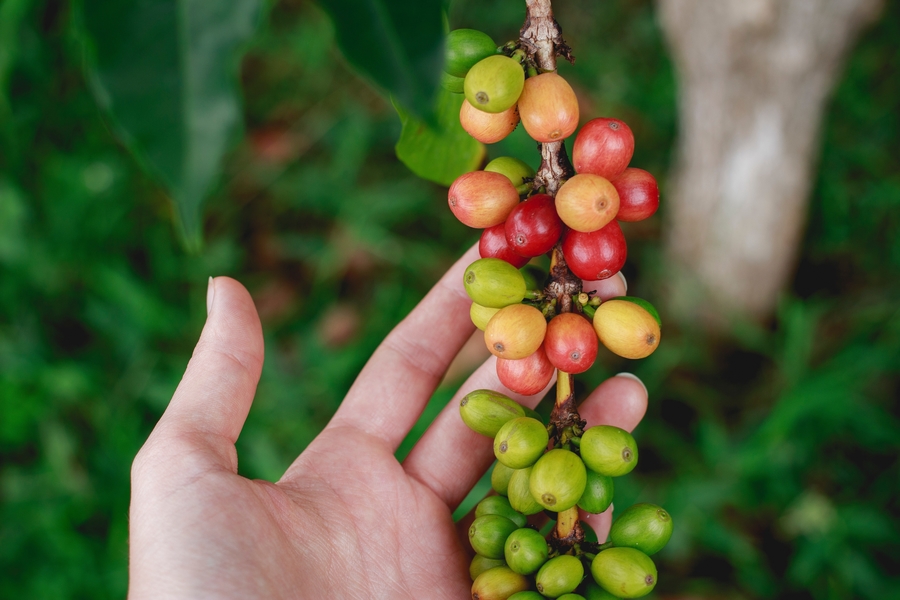 Coffee Beans on Plants